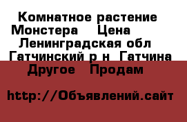 Комнатное растение “Монстера“ › Цена ­ 500 - Ленинградская обл., Гатчинский р-н, Гатчина  Другое » Продам   